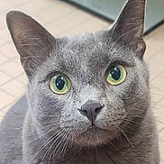 Rex is registered to the contest to win money with this photo: cat, gray_cat, green_eyes, close_up, whiskers, indoor, pet, feline, curious, face, ears, fur, animal, mammal, domestic_cat, portrait, looking, seated, floor, tile