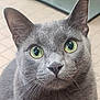 cat, gray_cat, green_eyes, close_up, whiskers, indoor, pet, feline, curious, face, ears, fur, animal, mammal, domestic_cat, portrait, looking, seated, floor, tile