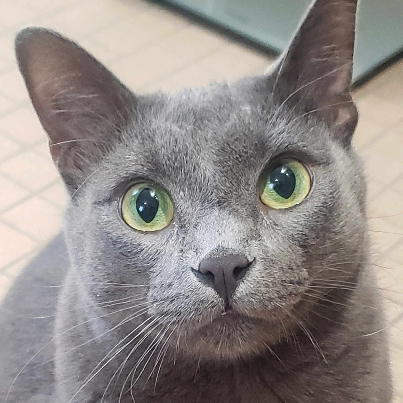 Rex