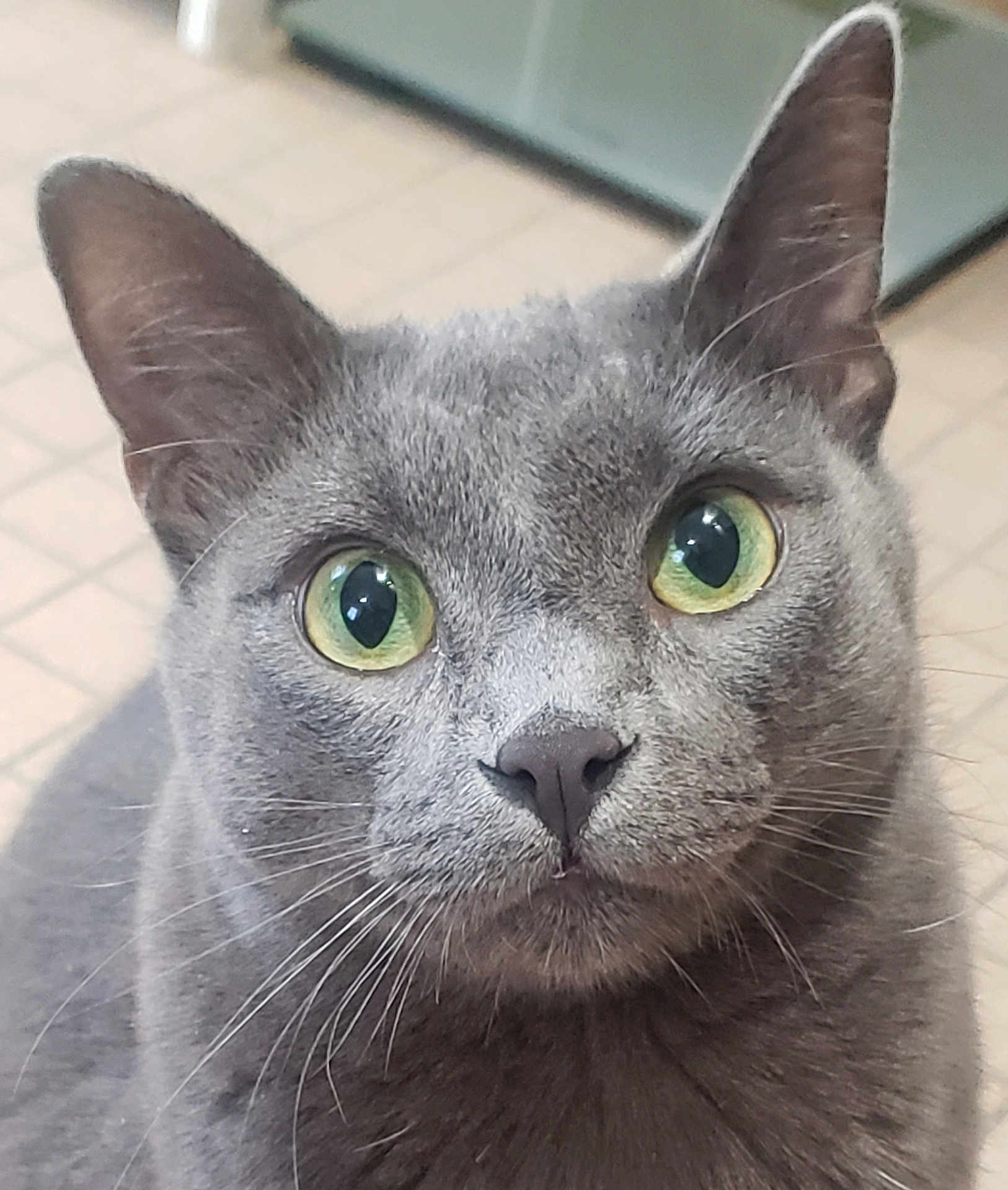 Rex is registered to the contest to win money with this photo: cat, gray_cat, green_eyes, close_up, whiskers, indoor, pet, feline, curious, face, ears, fur, animal, mammal, domestic_cat, portrait, looking, seated, floor, tile