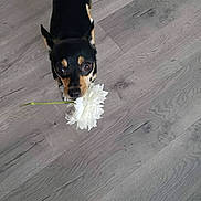 Mao is registered to the contest to win money with this photo: dog, flower, white_flower, wooden_floor, pet, small_dog, indoor, flooring, brown_eyes, looking_up, cute, animal, canine, close_up, adorable, black_and_tan, standing, domestic_animal, fur, nose