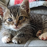 Macio joined the competition — help win amazing prizes! kitten, tabby, cat, blue_eyes, paws, fur, whiskers, pet, animal, cute, indoor, soft, relaxed, young, mammal, feline, close_up, cozy, adorable, resting