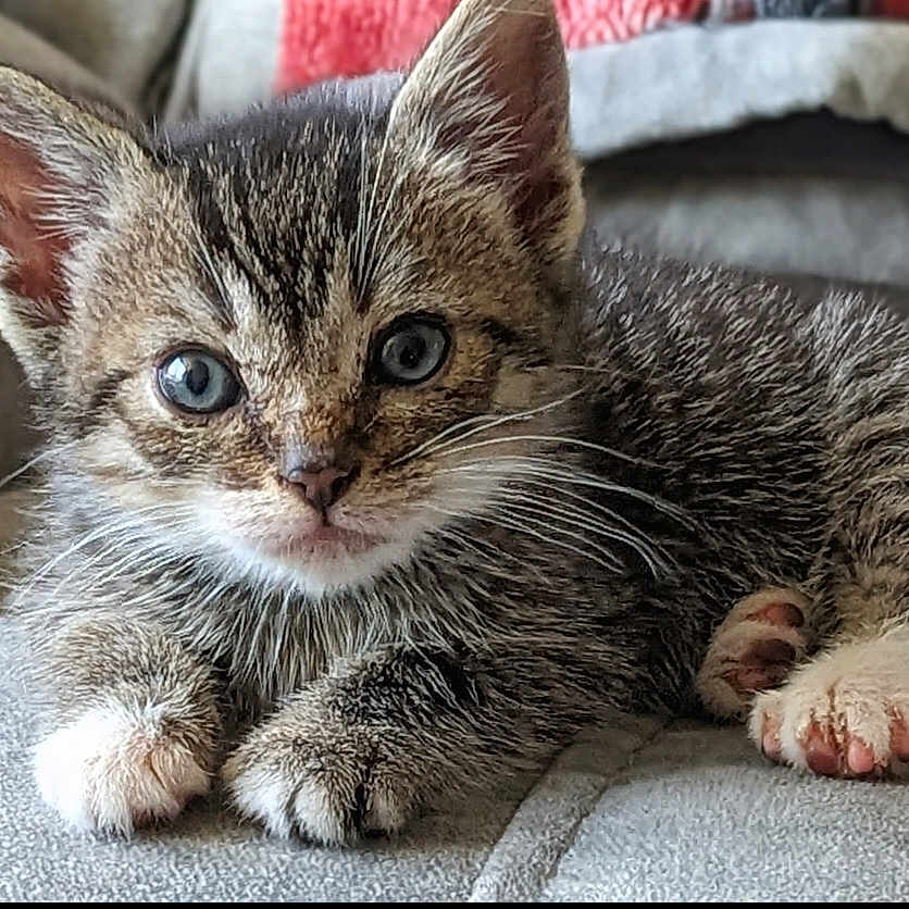 Macio joined the competition — help win amazing prizes! adorable, animal, blue_eyes, cat, close_up, cozy, cute, feline, fur, indoor, kitten, mammal, paws, pet, relaxed, resting, soft, tabby, whiskers, young