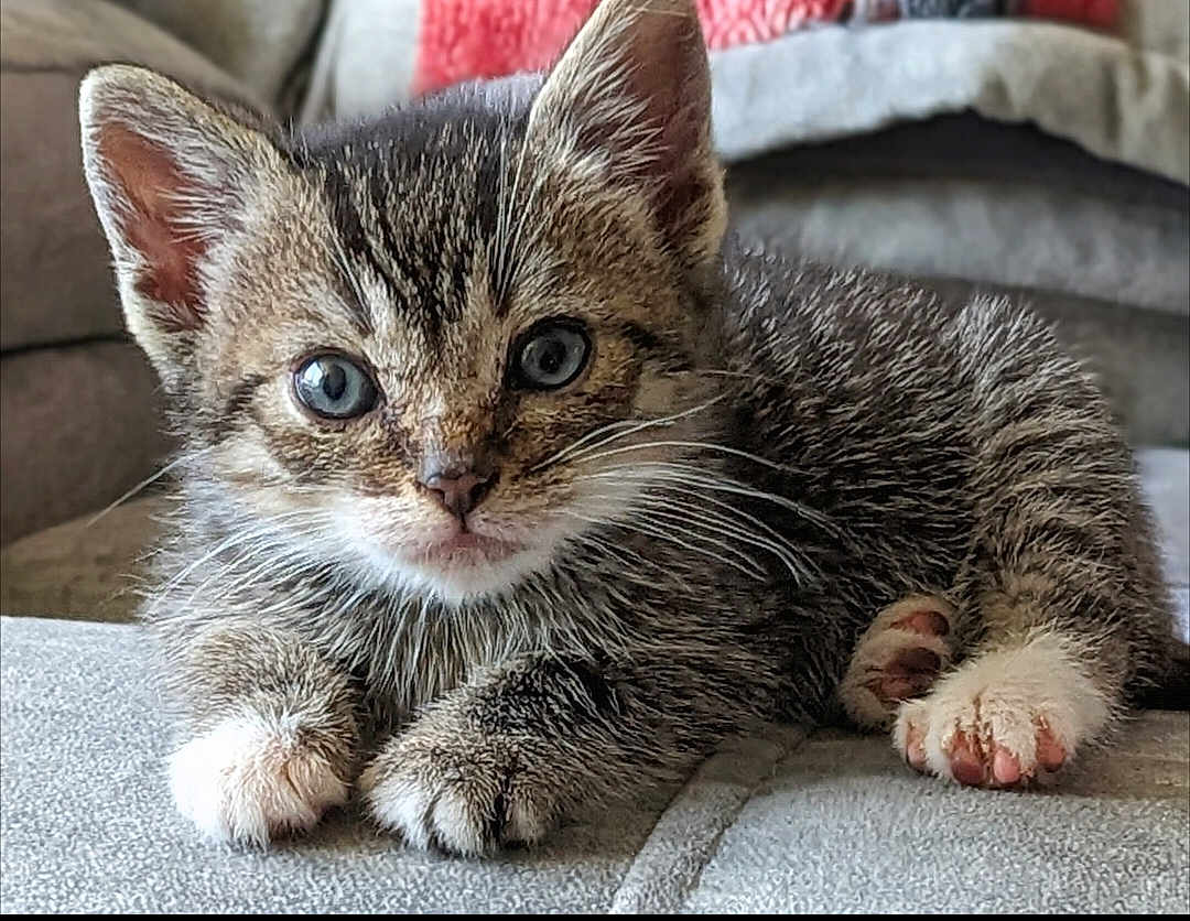 Macio joined the competition — help win amazing prizes! kitten, tabby, cat, blue_eyes, paws, fur, whiskers, pet, animal, cute, indoor, soft, relaxed, young, mammal, feline, close_up, cozy, adorable, resting