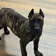 Memphis is registered to the contest to win money with this photo: dog, puppy, brindle, canine, pet, indoor, wooden_floor, curious, ears, four_legs, young_animal, animal, looking, standing, mammal, domestic_animal, portrait, flooring, alert, cute