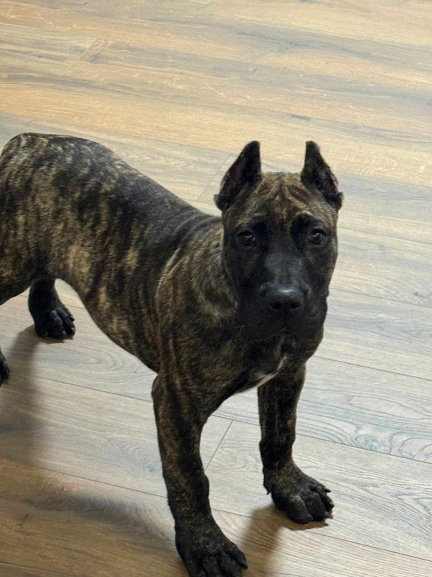 Memphis is registered to the contest to win money with this photo: dog, puppy, brindle, canine, pet, indoor, wooden_floor, curious, ears, four_legs, young_animal, animal, looking, standing, mammal, domestic_animal, portrait, flooring, alert, cute