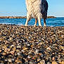 animal, beach, blue_sky, canine, daytime, dog, fur, happy, nature, ocean, outdoor, pet, rocks, seaside, sky, standing, sunlight, tongue_out, water, wet_dog