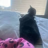 cat, bed, pillow, window, blanket, black_cat, white_pillow, indoor, resting, animal, feline, cozy, soft_light, looking_out, sleepy, domestic_cat, patterned_blanket, pink, quiet, home