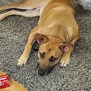 Simba joined the competition — help win amazing prizes! dog, tan_dog, lying_down, carpet, indoor, floor, wood_floor, pet, animal, canine, ears, paws, looking_up, relaxed, home, cozy, domestic, fur, snout, brown