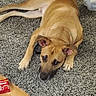 dog, tan_dog, lying_down, carpet, indoor, floor, wood_floor, pet, animal, canine, ears, paws, looking_up, relaxed, home, cozy, domestic, fur, snout, brown