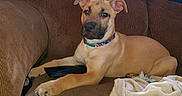 Simba is registered to the contest to win money with this photo: dog, couch, brown, pillows, blanket, indoor, pet, relaxed, seated, curtains, light, collar, canine, furniture, home, domestic, resting, animal, comfort, living_room