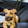 dog, puppy, car_interior, seat, window, seatbelt, collar, pet, animal, brown_fur, ears, nose, paw, leash, daylight, nature_outside, relaxed, closeup, young_dog, companion