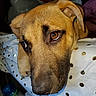 dog, close_up, pet, resting, brown_fur, face, ears, eyes, snout, indoor, blanket, fabric, polka_dot, animal, cute, fur, portrait, looking_away, nostrils, whiskers