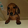 Nala is registered to the contest to win money with this photo: dog, puppy, dachshund, wet, bathroom, bathtub, pet, animal, cute, ears, paws, face, looking, closeup, indoor, shampoo, water, expression, canine, young