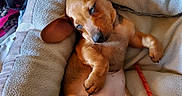 Nala joined the competition — help win amazing prizes! puppy, dog, sleeping, bed, blanket, cozy, indoor, paw_print, canine, pet, cute, relaxed, fur, small_dog, resting, animal, nap, ears, pink, comfort