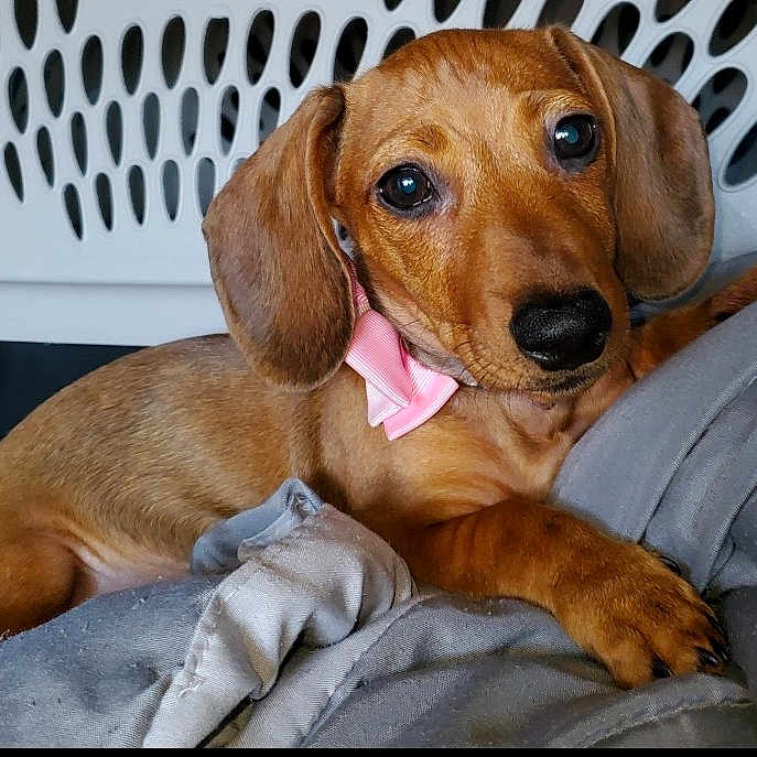 Nala