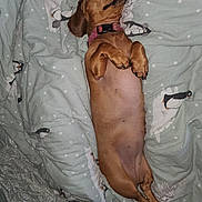 Nala joined the competition — help win amazing prizes! dog, dachshund, pet, sleeping, blanket, cozy, indoor, canine, cute, relaxed, brown, collar, paw, fur, bed, resting, animal, domestic_animal, mammal, cute_pet