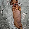 dog, dachshund, pet, sleeping, blanket, cozy, indoor, canine, cute, relaxed, brown, collar, paw, fur, bed, resting, animal, domestic_animal, mammal, cute_pet