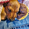Nala is registered to the contest to win money with this photo: puppy, dog, sleeping, blanket, knitted, plush_toy, denim, closeup, cozy, cute, pet, resting, fur, soft, indoors, warm, animal, snuggling, peaceful, young