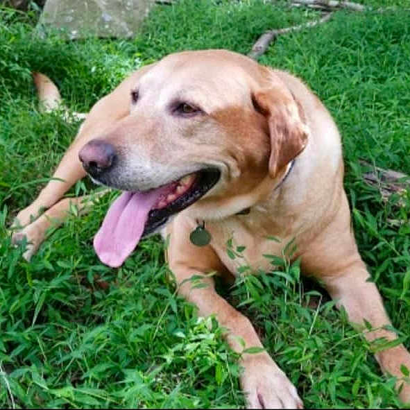 Maxie joined the competition — help win amazing prizes! broholmer, canidae, carnivore, companion_dog, dog, dog_breed, fawn, golden_retriever, grass, hunting_dog, labrador_retriever, mammal, mountain_cur, pointing_breed, retriever, snout, sporting_group, vertebrate, working_dog