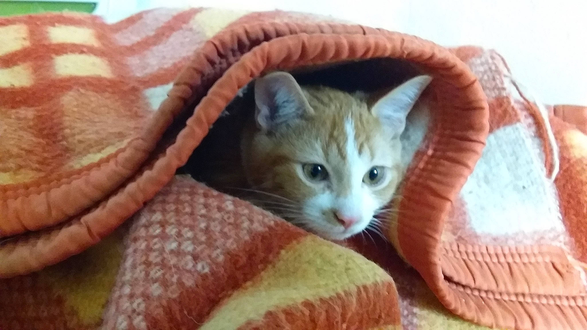 Bretzel a rejoint le concours — aidez-le/la à gagner de superbes lots ! basket, carnivore, cat, cat_furniture, cat_supply, comfort, couch, domestic_short_haired_cat, fawn, felidae, fur, linens, paw, small_to_medium_sized_cats, snout, tail, textile, whiskers, wood, wool