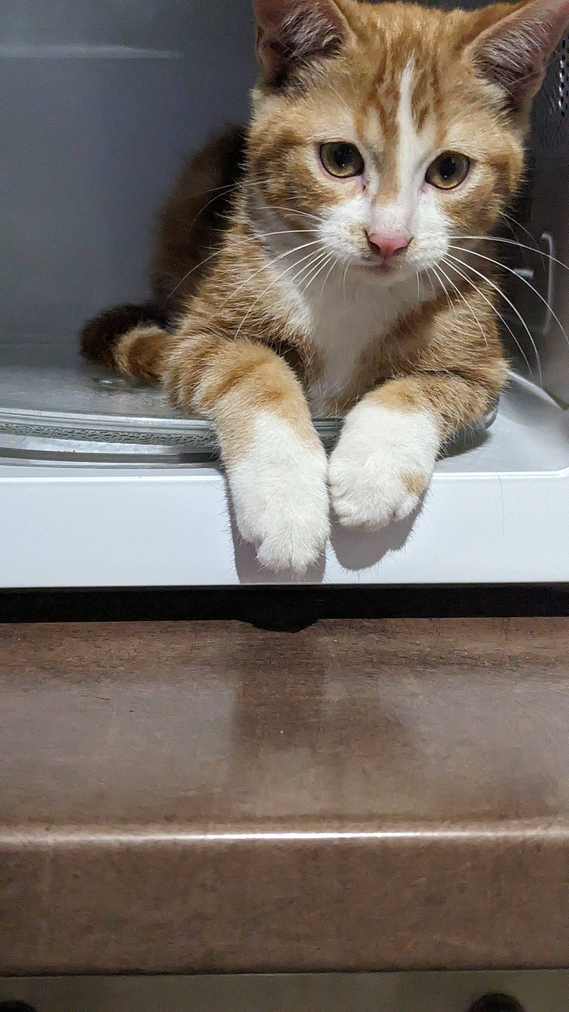 Bretzel participe au concours pour gagner de l'argent avec cette photo : box, carnivore, cat, cat_supply, claw, domestic_short_haired_cat, fawn, felidae, fur, gesture, paw, small_to_medium_sized_cats, snout, tail, whiskers, window, windscreen_wiper, windshield, wood