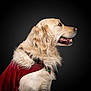 animal, black_background, canine, cape, collar, dog, domestic_animal, fluffy, friendly, fur, golden_retriever, happy, looking_away, mammal, pet, portrait, red_clothing, side_view, studio, well_groomed