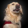 animal, black_background, canine, closeup, cute, dog, ears, expression, fluffy_fur, funny, furry, golden_retriever, muzzle, peanut, pet, portrait, red_cloth, studio, tongue, whiskers