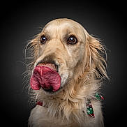 Tchoupy participe au concours pour gagner de l'argent avec cette photo : animal, black_background, bow_tie, canine, close_up, collar, cute, dog, ears, eyes, friendly, fur, golden_retriever, licking, muzzle, pet, portrait, studio, tongue, whiskers