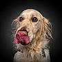 animal, black_background, bow_tie, canine, close_up, collar, cute, dog, ears, eyes, friendly, fur, golden_retriever, licking, muzzle, pet, portrait, studio, tongue, whiskers