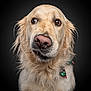 animal, black_background, bow_tie, brown_eyes, canine, close_up, cute, dog, ears, festive, fluffy_fur, fur_texture, golden_retriever, looking_away, mammal, nose, pet, portrait, studio_lighting, whiskers