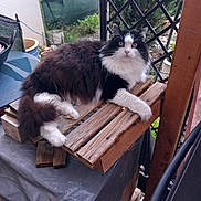 Mixie a rejoint le concours — aidez-le/la à gagner de superbes lots ! animal, balcony, black_and_white, cat, curious, domestic_cat, fence, fluffy, fur, greenery, home, nature, outdoor, pet, plants, relaxed, resting, sitting, wide_eyes, wooden_platform