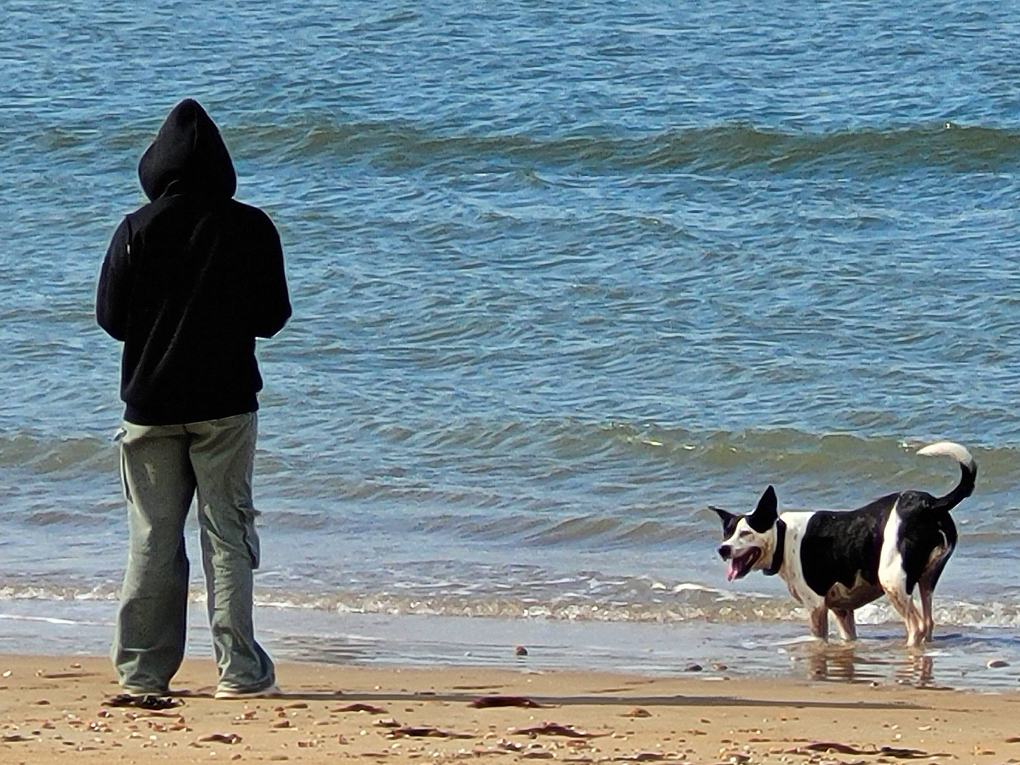 Pépite a rejoint le concours — aidez-le/la à gagner de superbes lots ! beach, carnivore, coast, companion_dog, dog, dog_breed, fun, hoodie, lake, ocean, people_in_nature, recreation, sand, shadow, vacation, vertebrate, walking, water, wave, wind_wave