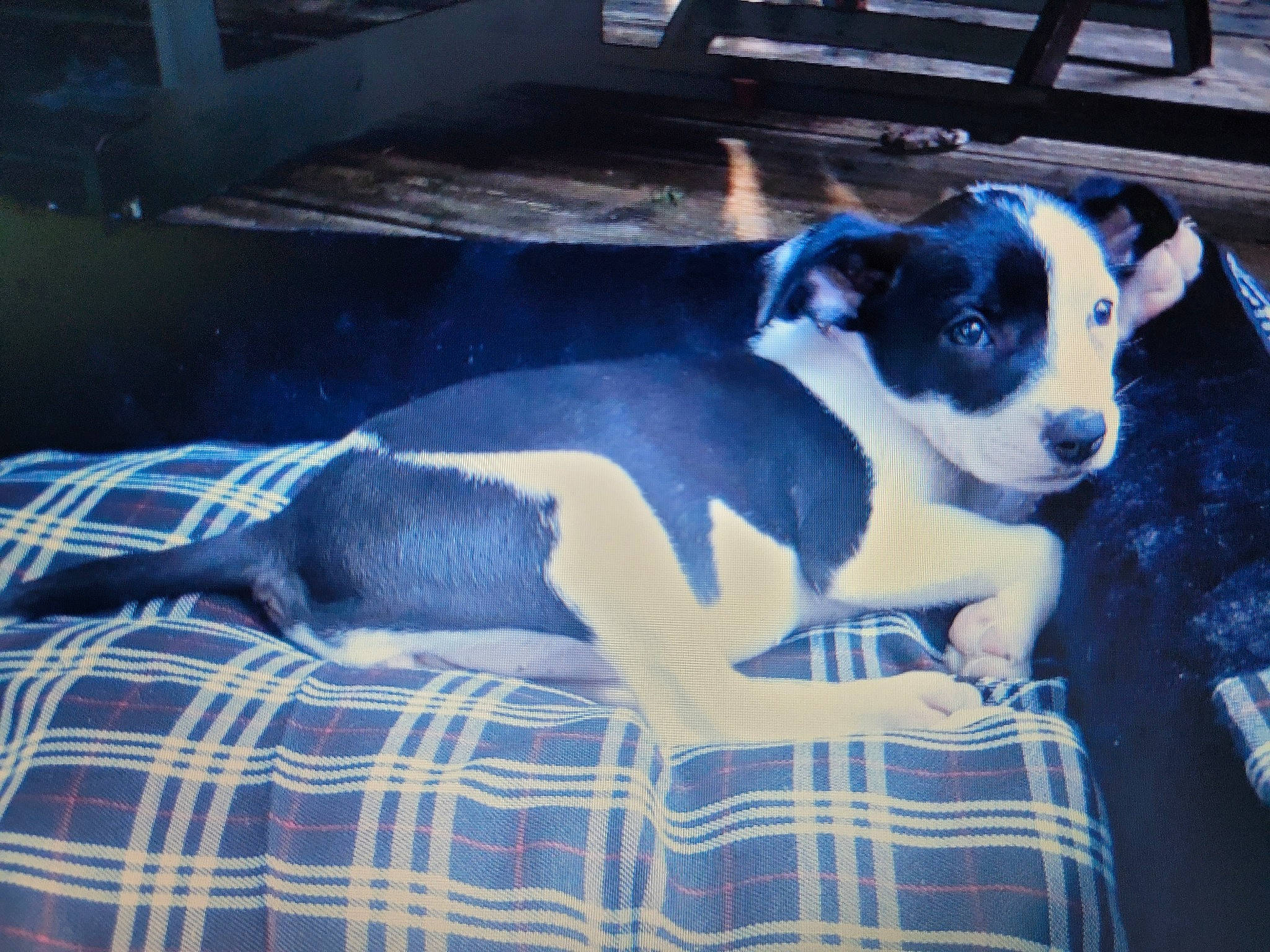 Pépite participe au concours pour gagner de l'argent avec cette photo : boston_terrier, canidae, carnivore, comfort, companion_dog, couch, dog, dog_breed, dog_supply, fawn, linens, non_sporting_group, pattern, pet_supply, plaid, snout, sporting_group, tartan, toy_dog, working_animal