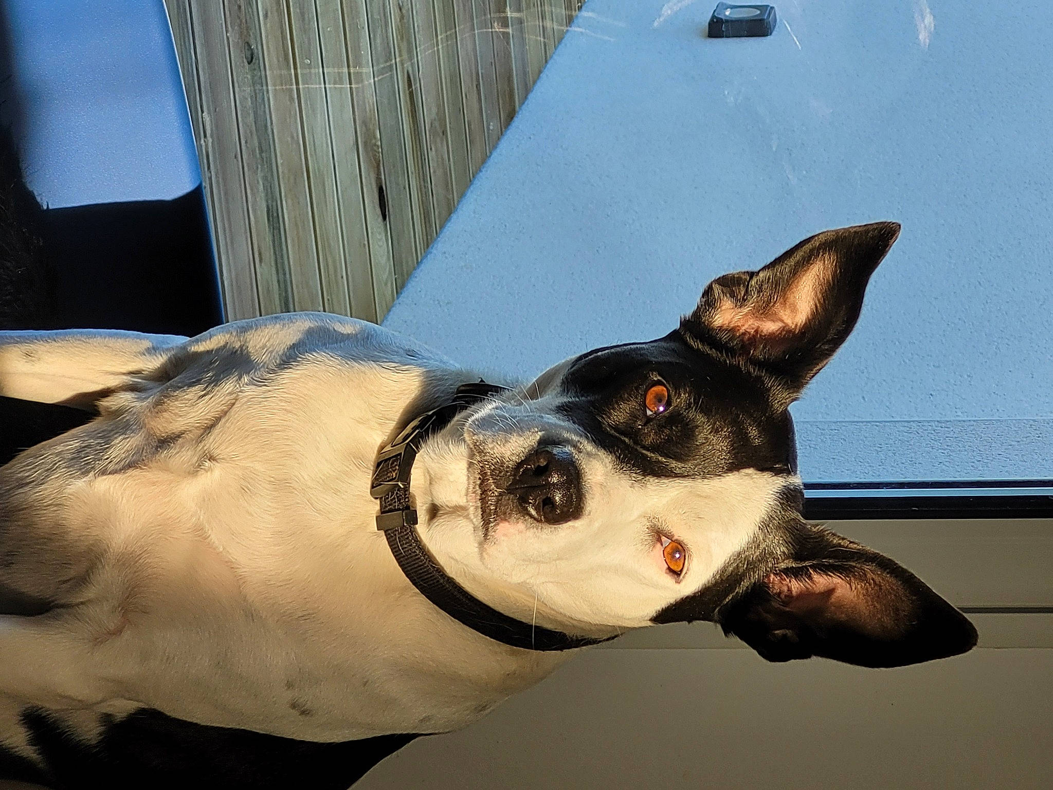 Pépite participe au concours pour gagner de l'argent avec cette photo : canidae, carmine, carnivore, collar, companion_dog, dog, dog_breed, dog_collar, ear, eye, eyewear, fawn, fur, jaw, snout, sporting_group, whiskers, window, working_animal, working_dog