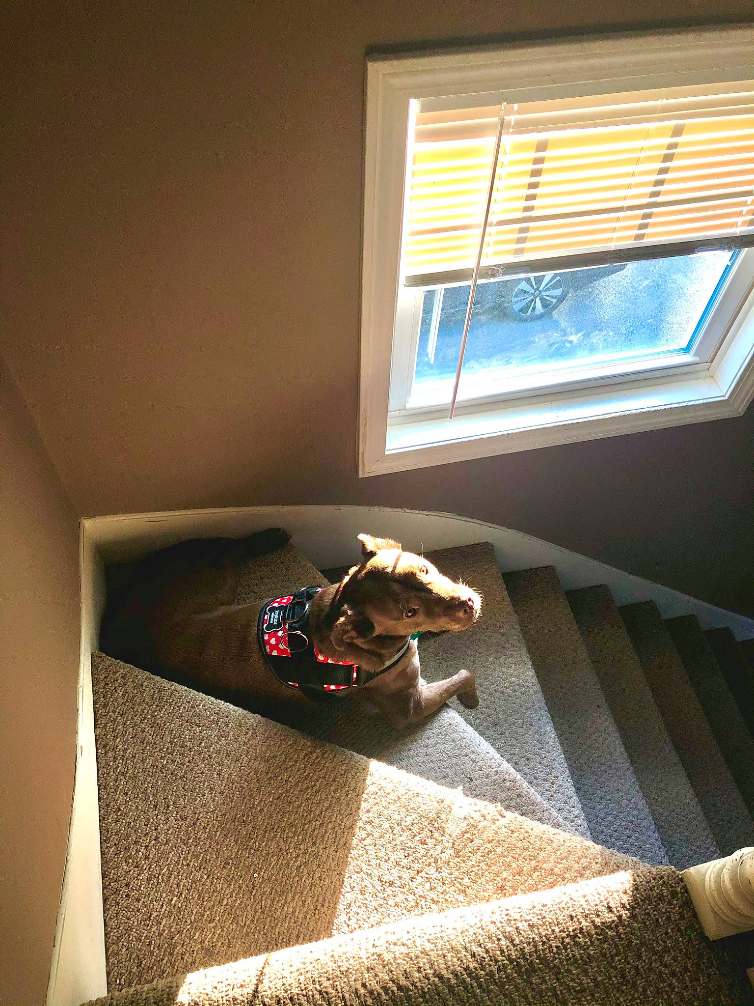 Tess joined the competition — help win amazing prizes! architecture, ceiling, comfort, design, flooring, glass, hardwood, house, interior_design, lighting, rectangle, room, shade, shadow, stairs, tints_and_shades, wall, window, window_blind, wood