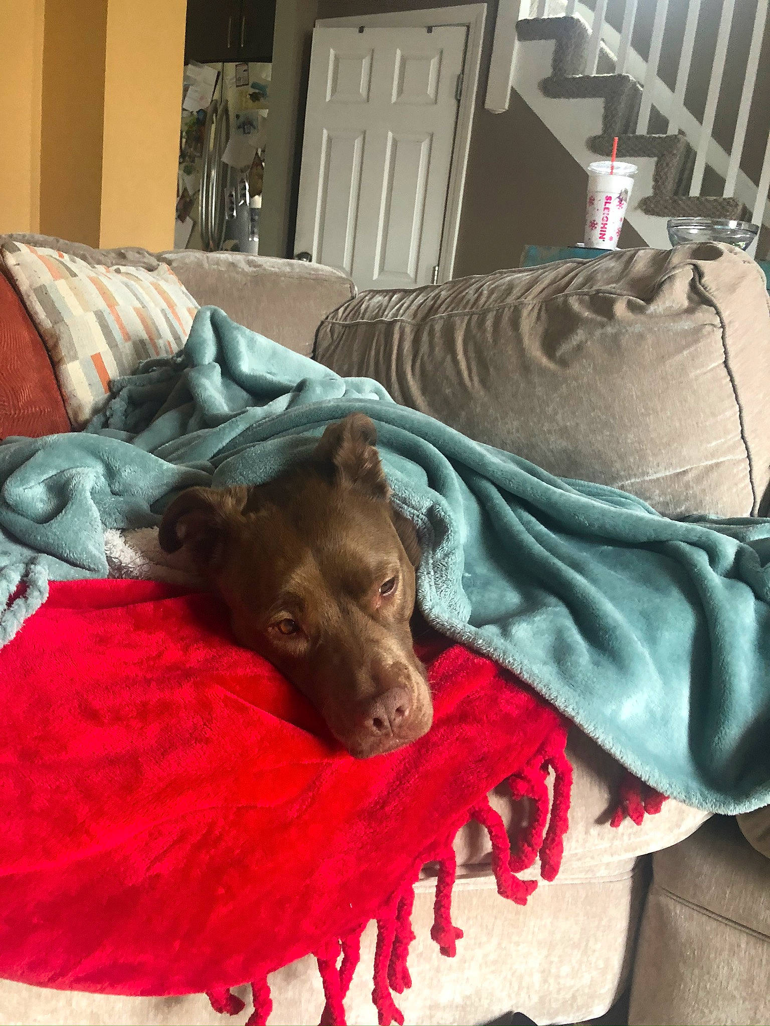 Tess is registered to the contest to win money with this photo: bed_sheet, bedding, canidae, carnivore, comfort, companion_dog, couch, dog, dog_breed, fawn, flooring, fur, linens, liver, mammal, room, snout, sporting_group, wood, working_animal