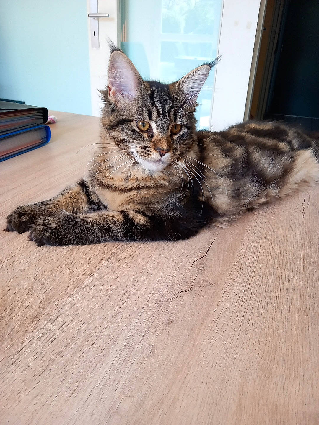 Ruby participe au concours pour gagner de l'argent avec cette photo : carnivore, cat, claw, comfort, domestic_short_haired_cat, door, felidae, floor, flooring, fur, grey, hardwood, paw, sitting, small_to_medium_sized_cats, snout, tail, whiskers, wood, wood_flooring