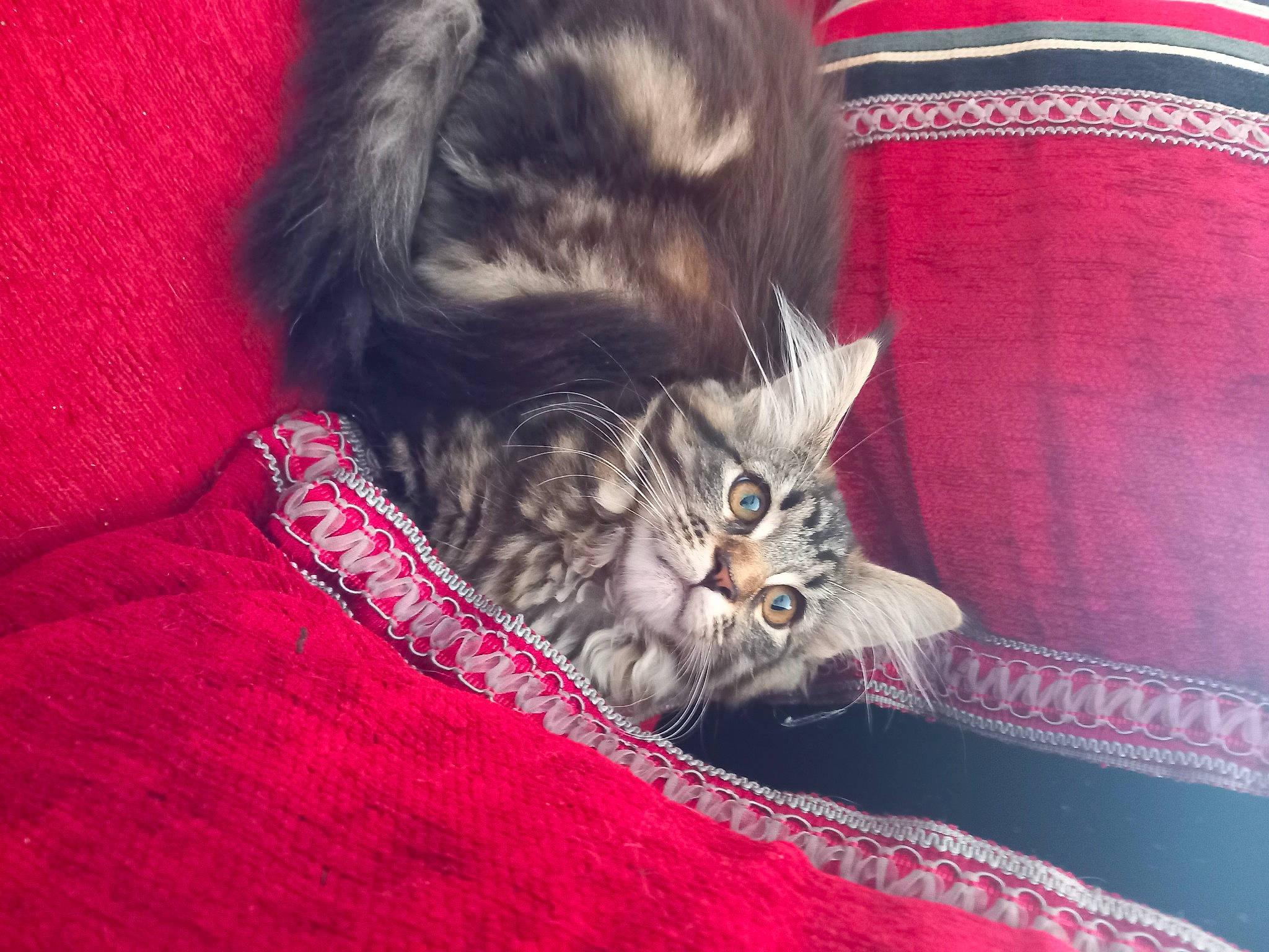 Ruby a rejoint le concours — aidez-le/la à gagner de superbes lots ! carnivore, cat, claw, comfort, domestic_short_haired_cat, felidae, fur, human_leg, magenta, pattern, paw, red, sitting, small_to_medium_sized_cats, tail, textile, whiskers