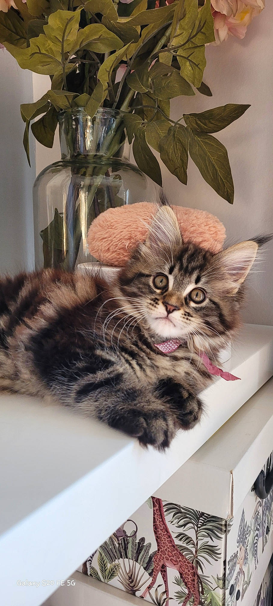 Ruby participe au concours pour gagner de l'argent avec cette photo : box, carnivore, cat, claw, comfort, domestic_short_haired_cat, felidae, flowerpot, fur, houseplant, plant, small_to_medium_sized_cats, terrestrial_animal, whiskers, window