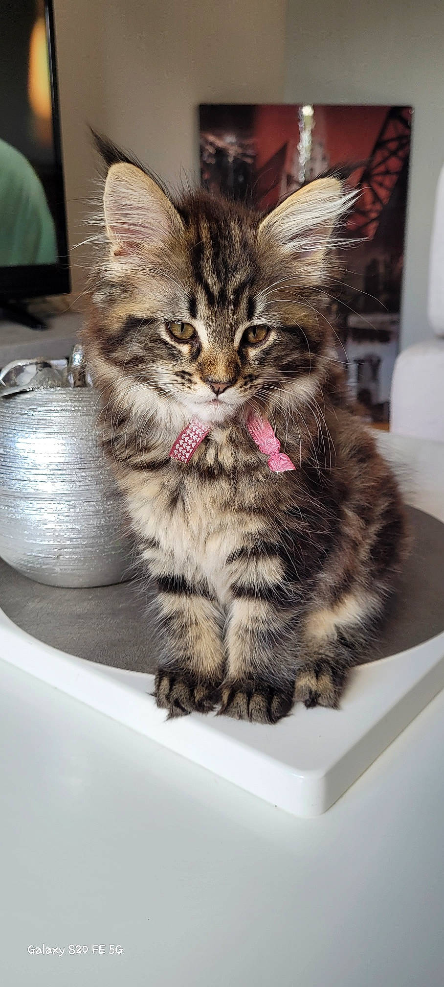 Ruby a rejoint le concours — aidez-le/la à gagner de superbes lots ! box, carnivore, cat, claw, comfort, domestic_short_haired_cat, felidae, fur, paw, serveware, sitting, small_to_medium_sized_cats, snout, tableware, whiskers