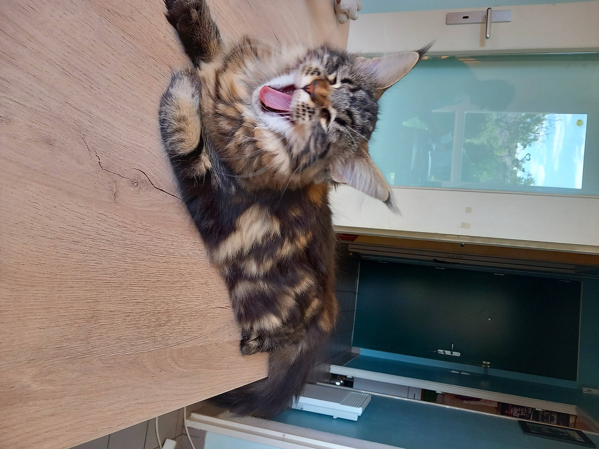 Ruby a rejoint le concours — aidez-le/la à gagner de superbes lots ! carnivore, cat, computer_monitor_accessory, display_device, domestic_short_haired_cat, felidae, flat_panel_display, fur, gadget, home_appliance, machine, multimedia, output_device, paw, small_to_medium_sized_cats, tail, television, television_set, whiskers, wood