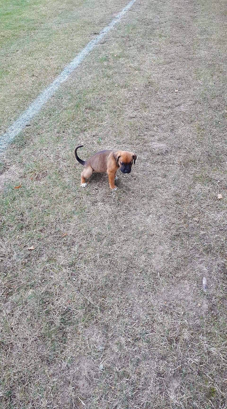 Patate a rejoint le concours — aidez-le/la à gagner de superbes lots ! asphalt, concrete, dog_breed, fawn, flooring, grass, grassland, groundcover, landscape, plant, road, road_surface, shadow, sidewalk, soil, squirrel, tail, tar, terrestrial_animal, wildlife