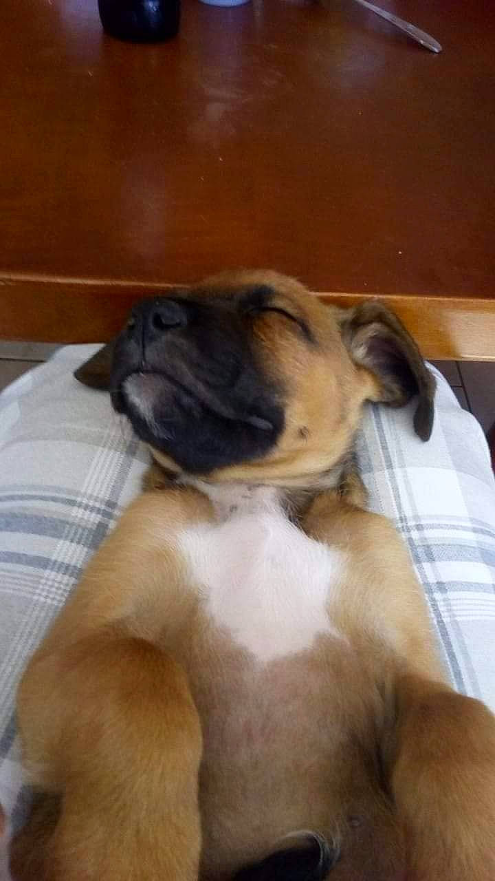 Patate participe au concours pour gagner de l'argent avec cette photo : canidae, carnivore, comfort, companion_dog, dog, dog_breed, ear, fawn, hardwood, liver, nap, paw, pug, snout, sporting_group, toy_dog, whiskers, wood, working_animal, wrinkle