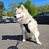 dog, puppy, leash, harness, parking_lot, car, trees, blue_sky, sunny, outdoor, pet, animal, tongue_out, sitting, shadow, happy, fluffy, daytime, nature, vehicle