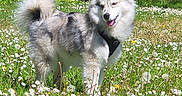 Athena participe au concours pour gagner de l'argent avec cette photo : dog, animal, outdoor, grass, flower, daisy, dandelion, meadow, sunny, nature, pet, canine, fur, happy, playful, summer, greenery, tree, field, leash