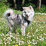 dog, animal, outdoor, grass, flower, daisy, dandelion, meadow, sunny, nature, pet, canine, fur, happy, playful, summer, greenery, tree, field, leash