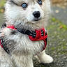 puppy, dog, blue_eyes, fluffy, harness, red_harness, outdoor, pavement, moss, close_up, young_dog, pet, cute, animal, fur, sitting, portrait, nature, curious, canine