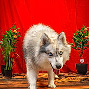 Athena a rejoint le concours — aidez-le/la à gagner de superbes lots ! dog, animal, fluffy, blue_eyes, indoor, potted_plant, red_background, wooden_floor, curious, playful, tongue_out, pet, canine, decor, striped_floor, studio_shot, furry, walking, houseplant, portrait