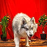dog, animal, fluffy, blue_eyes, indoor, potted_plant, red_background, wooden_floor, curious, playful, tongue_out, pet, canine, decor, striped_floor, studio_shot, furry, walking, houseplant, portrait